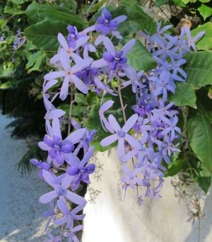 Photo by Oscar de la Renta of his Punta Cana gardens in the Dominican Republic - flowers.jpg